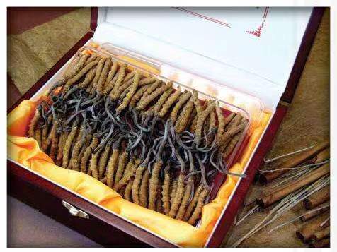 阿里冬虫夏草回收?